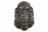 Long Partially Enrolled Austerops Trilobite - Morocco #296587-2